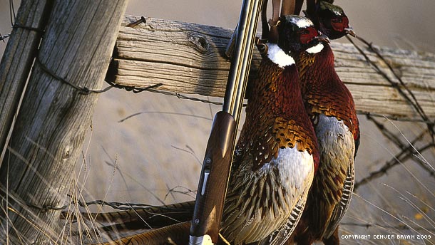hunting dog training