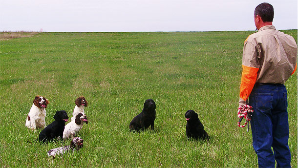 Field Trail Dogs English Springer Spaniels and Cocker Spaniels