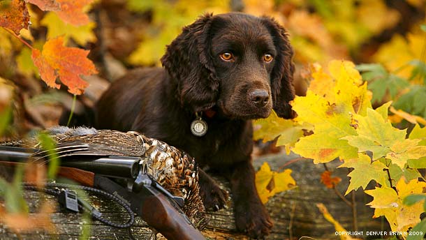 gun dog training