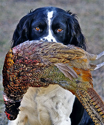 cocker pheasant