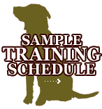 gun dog training schedule