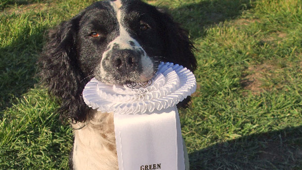 field trial award dog
