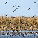 North Dakota Duck Hunting