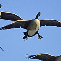 North Dakota Goose Hunting
