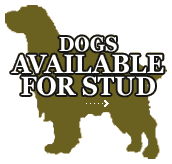 Gun Dog Stud Services