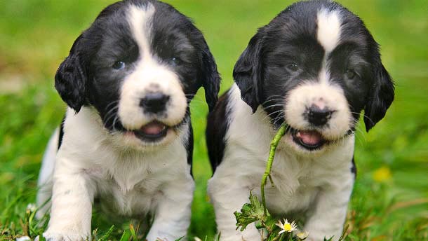 Absolute Gun Dog Friends and Links
