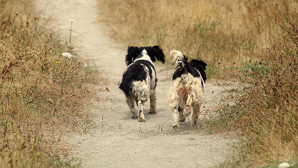hunting dog training