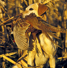 gun dog trainging with pheasant