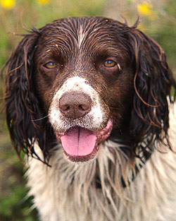 Gun Dog Training Philosophy