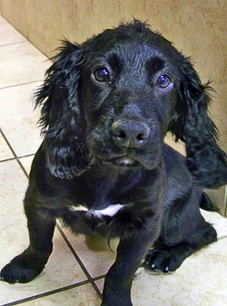 spaniels training