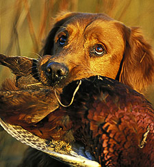 pheasant training