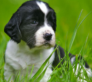 spaniel puppy