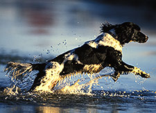 English Springer Spaniel gun dog training