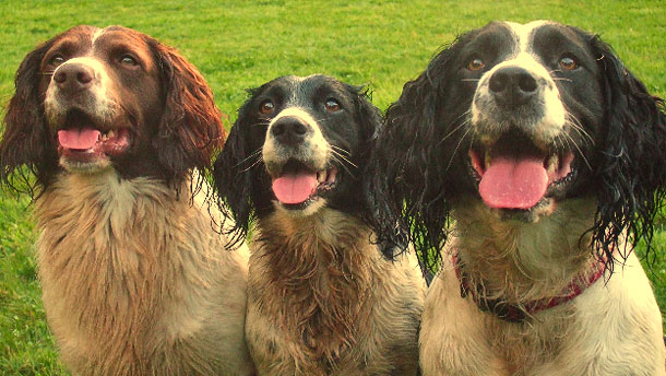 Obedience and Gun Dog Training North Dakota
