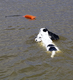 cocker training