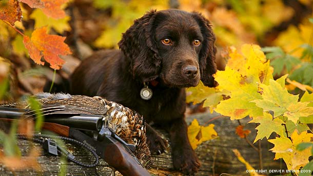 which dogs are gun dogs