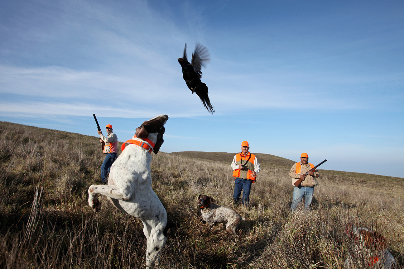 pheasant hunting dogs