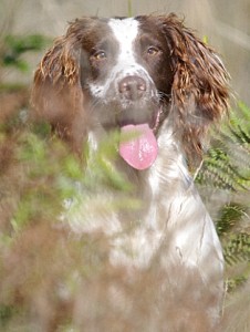 american springer spaniel