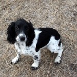Millie is Sold!