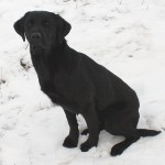 Absolute gun dogs Started British lab