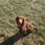 Absolute gun dogs teddy