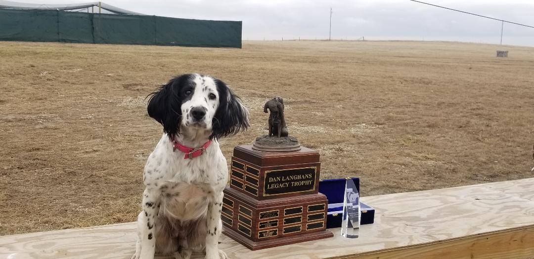 legacy english springer spaniels