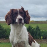 Spring Spaniel Puppy daddy