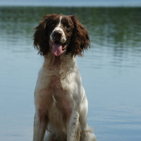 ftch cocker spaniel puppies for sale