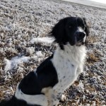 Baron Black and White English Springer Spaniel puppies for sale