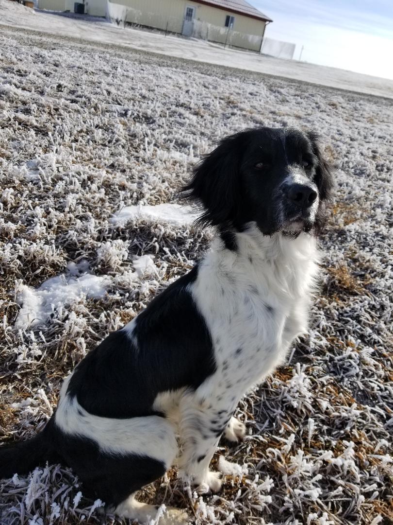 adult springer spaniel for sale