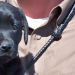 British Lab puppies for sale