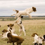 Comet English Springer Spaniel Gun Dog