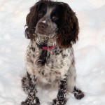 English Cocker puppies for sale