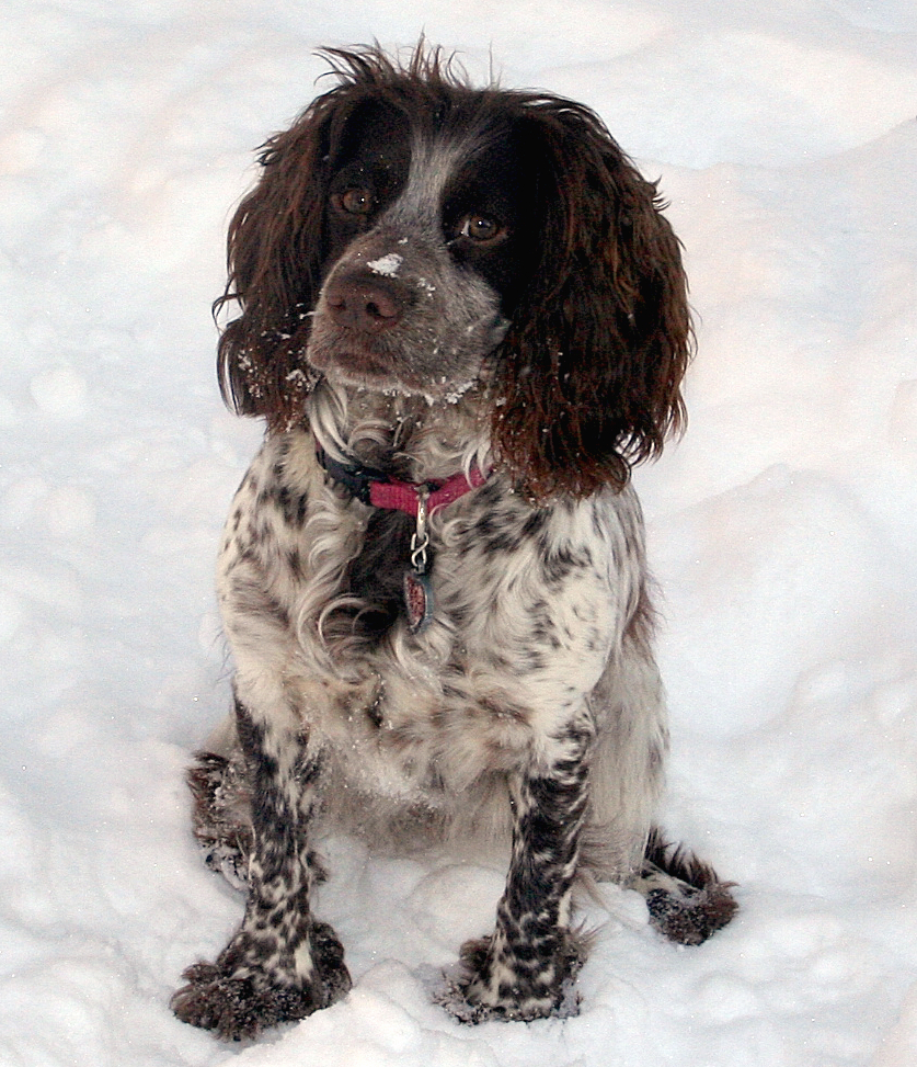 field bred english cocker spaniel training