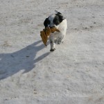 Cooter English Cocker Spaniel Puppies for Sale