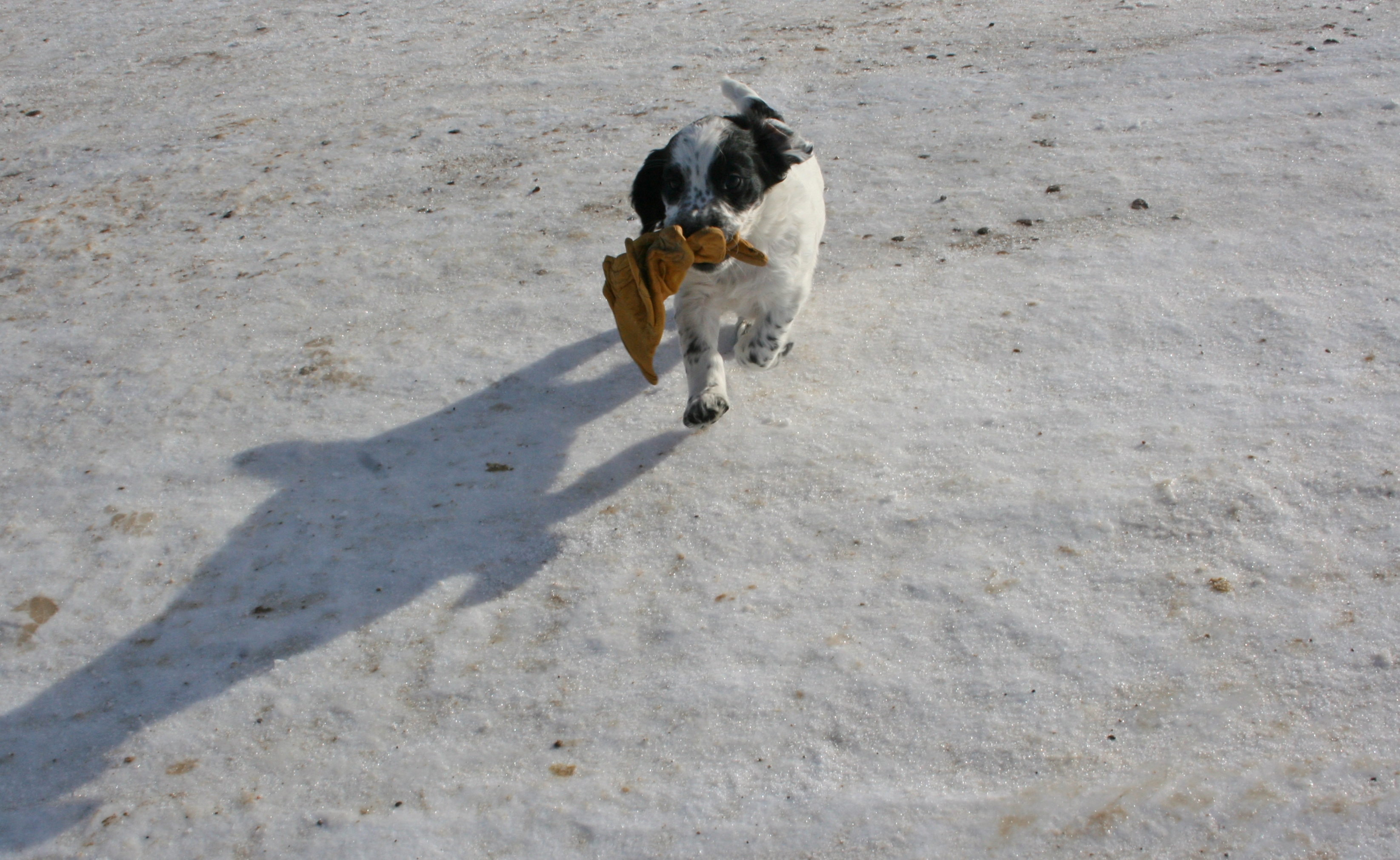 English Cocker Spaniels For Sale Nz