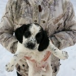 Cooter the Cocker 3