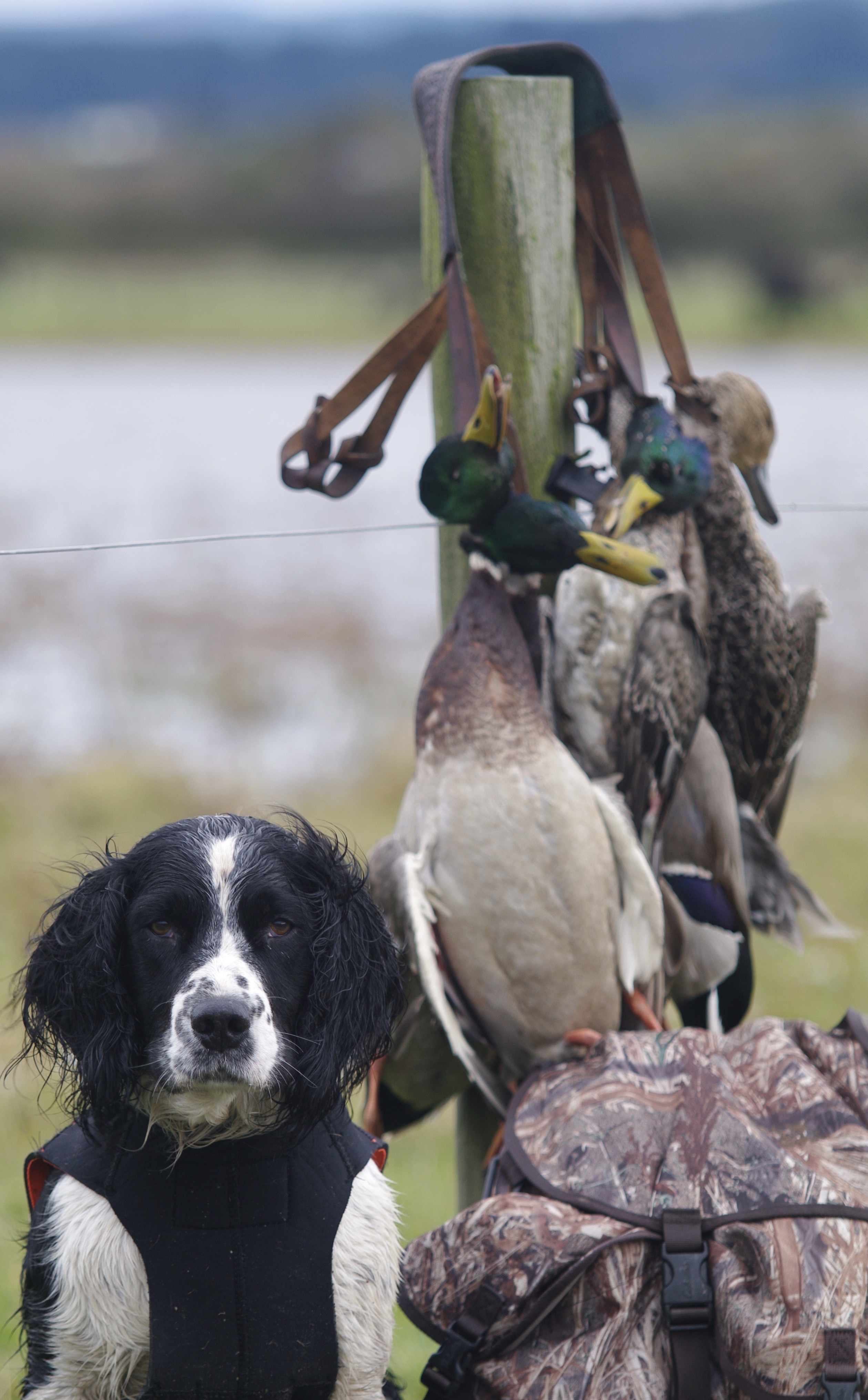 Gun Dogs