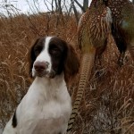 Springer Spaniel Puppies for sale