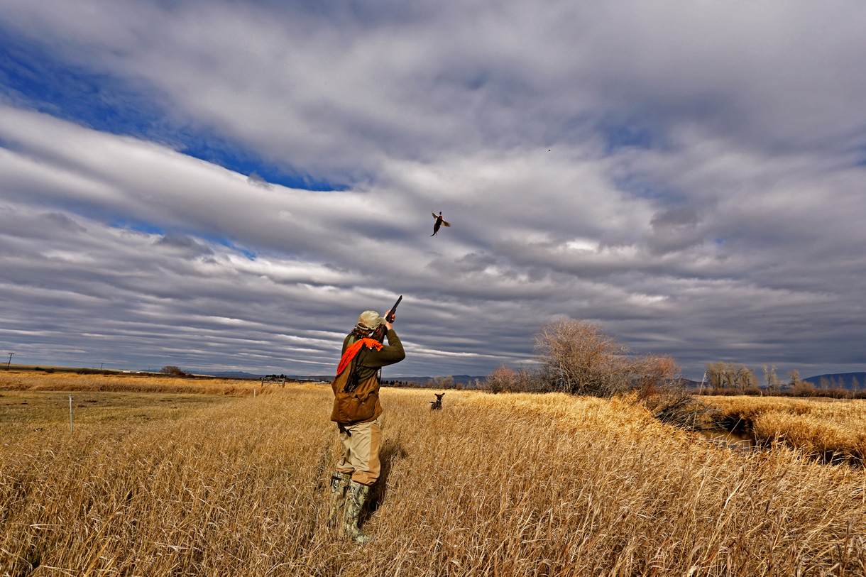 Guided Pheasant Hunting in North Dakota