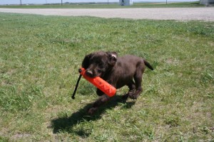 Great retriever