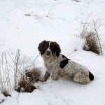 Jesse English Springer Spaniel Bitch