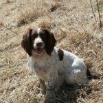 Jessie English Springer Spaniel