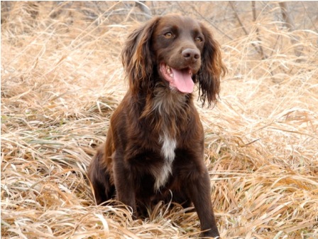 field trail cocker spaniel