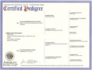 Khaya pedigree
