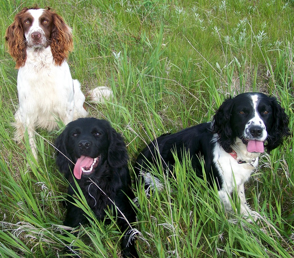 English Cockers and English Springers ready for training