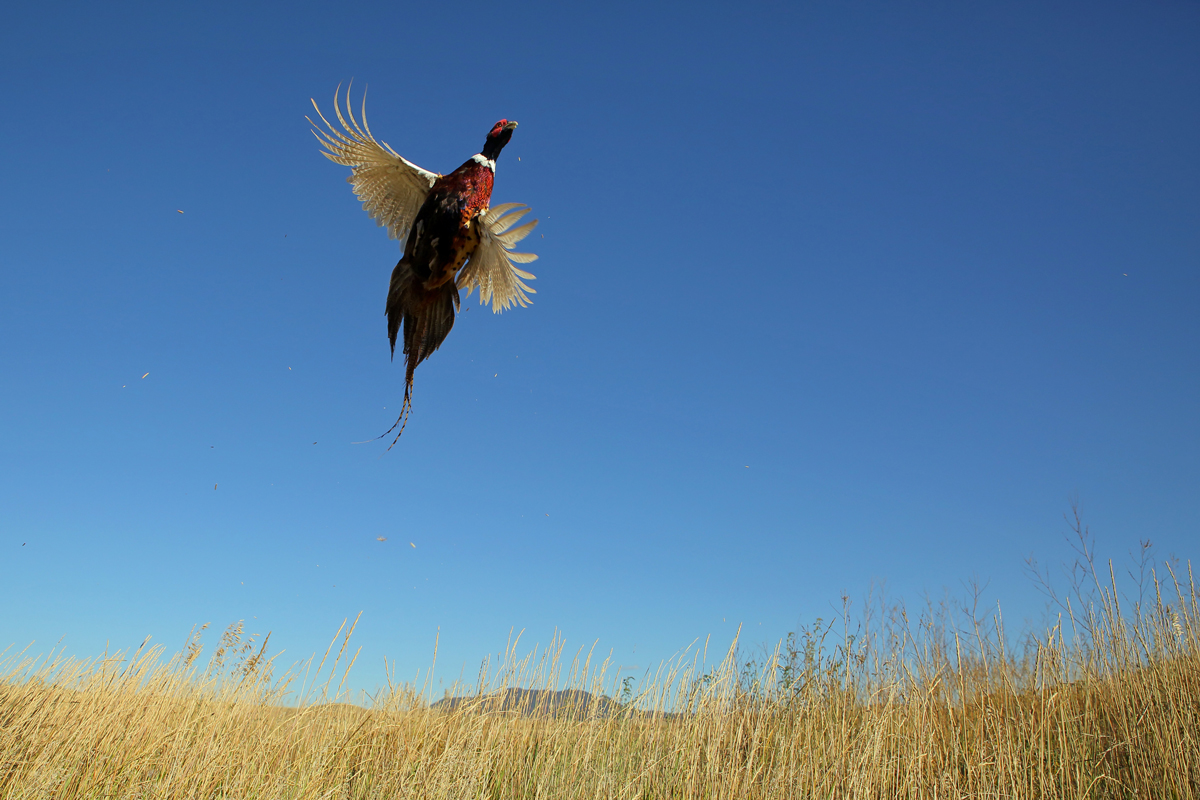 North Dakota Pheasant