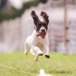 Fast Cat Dog