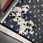 fur babies