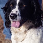 absolute photo charlie 3